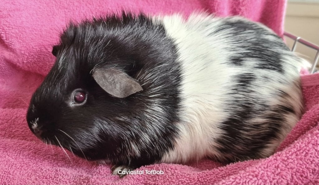 nieuw koppel dalmatiner, November, Meerdere dieren, Cavia