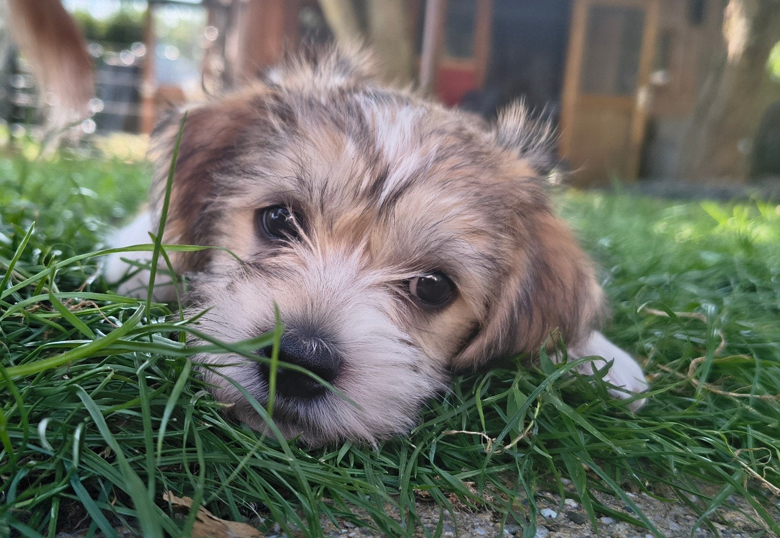 Eddie, Kruising naakthond x terriër, Reu, 8 tot 15 weken, Eén hond, Klein