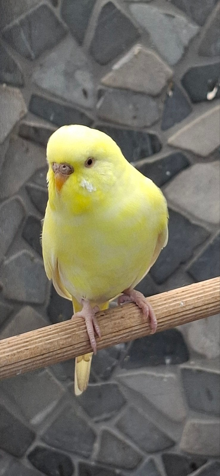 parkiet, Dieren en Toebehoren, Vrouwelijk, Kleurkanarie