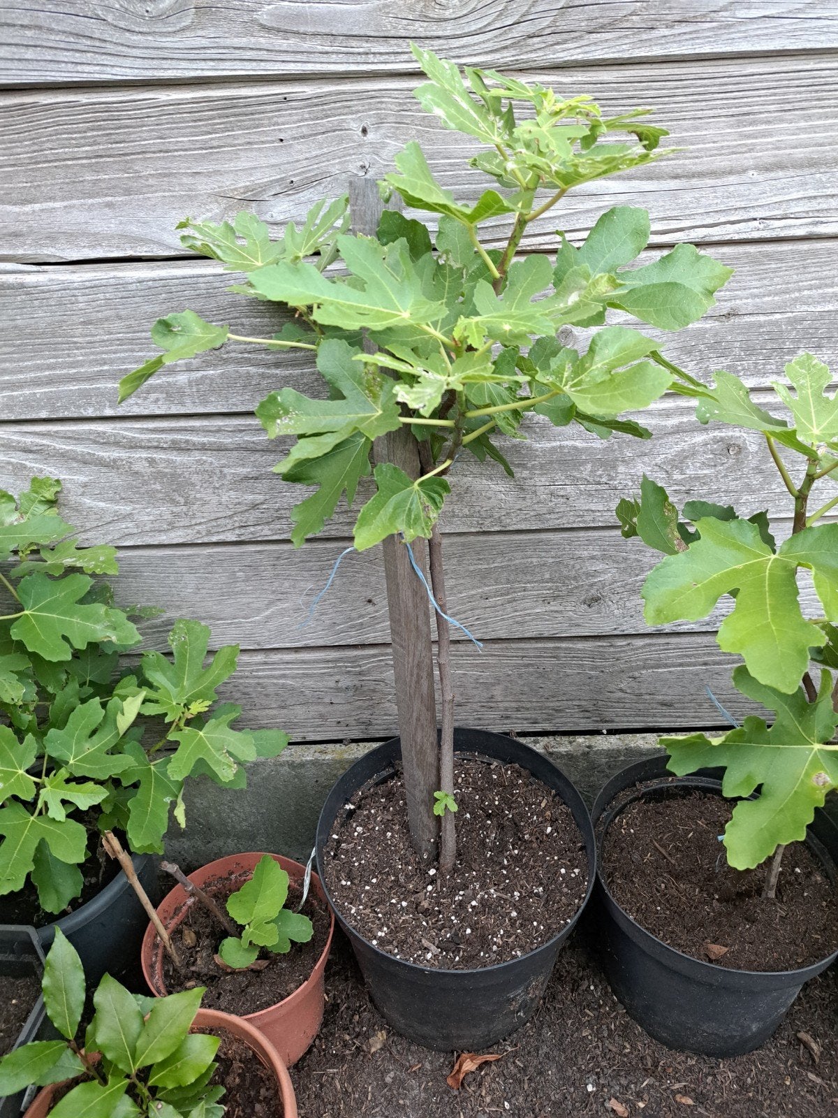 Mooie vijgenbomen, Tuin en Terras, Planten | Bomen, Ophalen, Halfschaduw, Overige soorten, Minder dan 100 cm