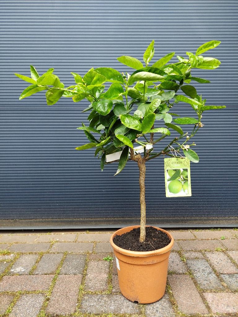 Citrus Aurantifolia 'Lime' - Limoenboom / Limoen H: 83 cm., Ophalen, Minder dan 100 cm, Volle zon, Citroenboom