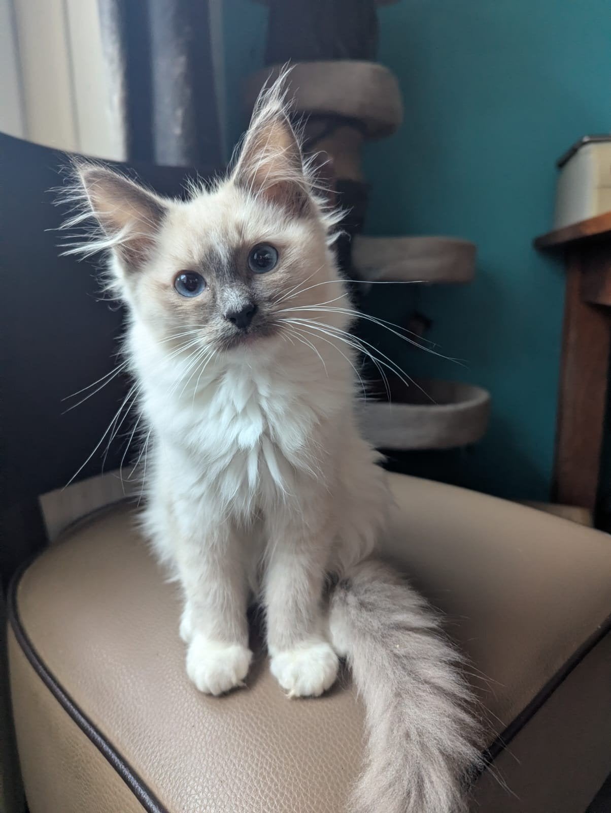 2 super lieve ragdoll kittens, Meerdere dieren, Gechipt