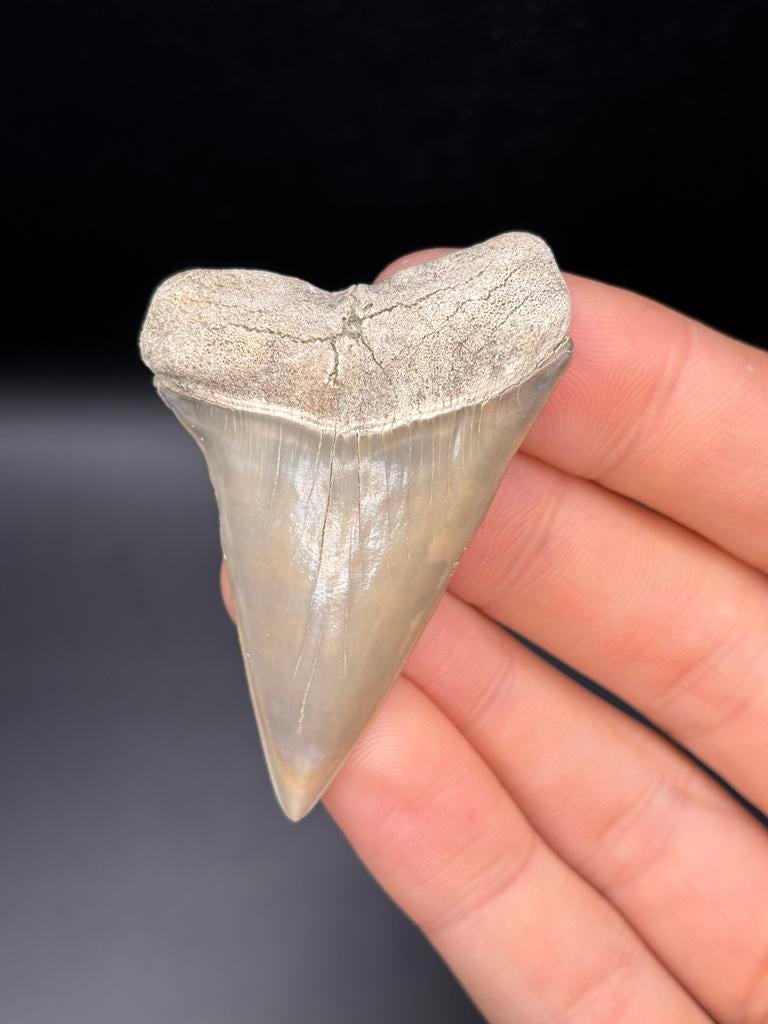 Mako fossiele haaientand Lee Creek, Verzamelen, Mineralen en Fossielen, Ophalen of Verzenden, Fossiel