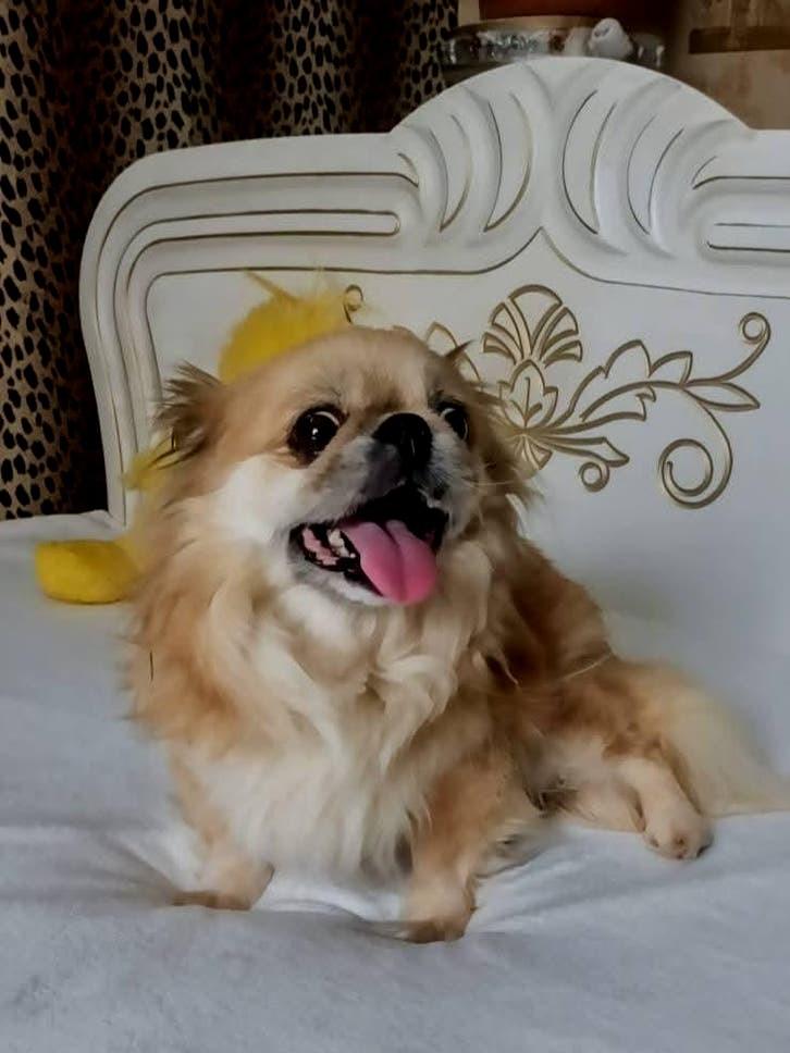 Lieve meisje zoekt huis., Dieren en Toebehoren, 6 jaar of ouder, Particulier, Buitenland, Teef