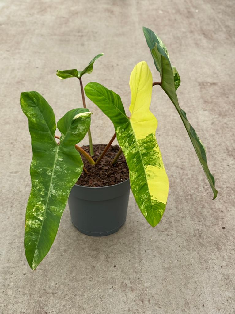 Philodendron Florida Beauty X Billietiae variegata groot, Huis en Inrichting, Ophalen of Verzenden, Halfschaduw, Minder dan 100 cm