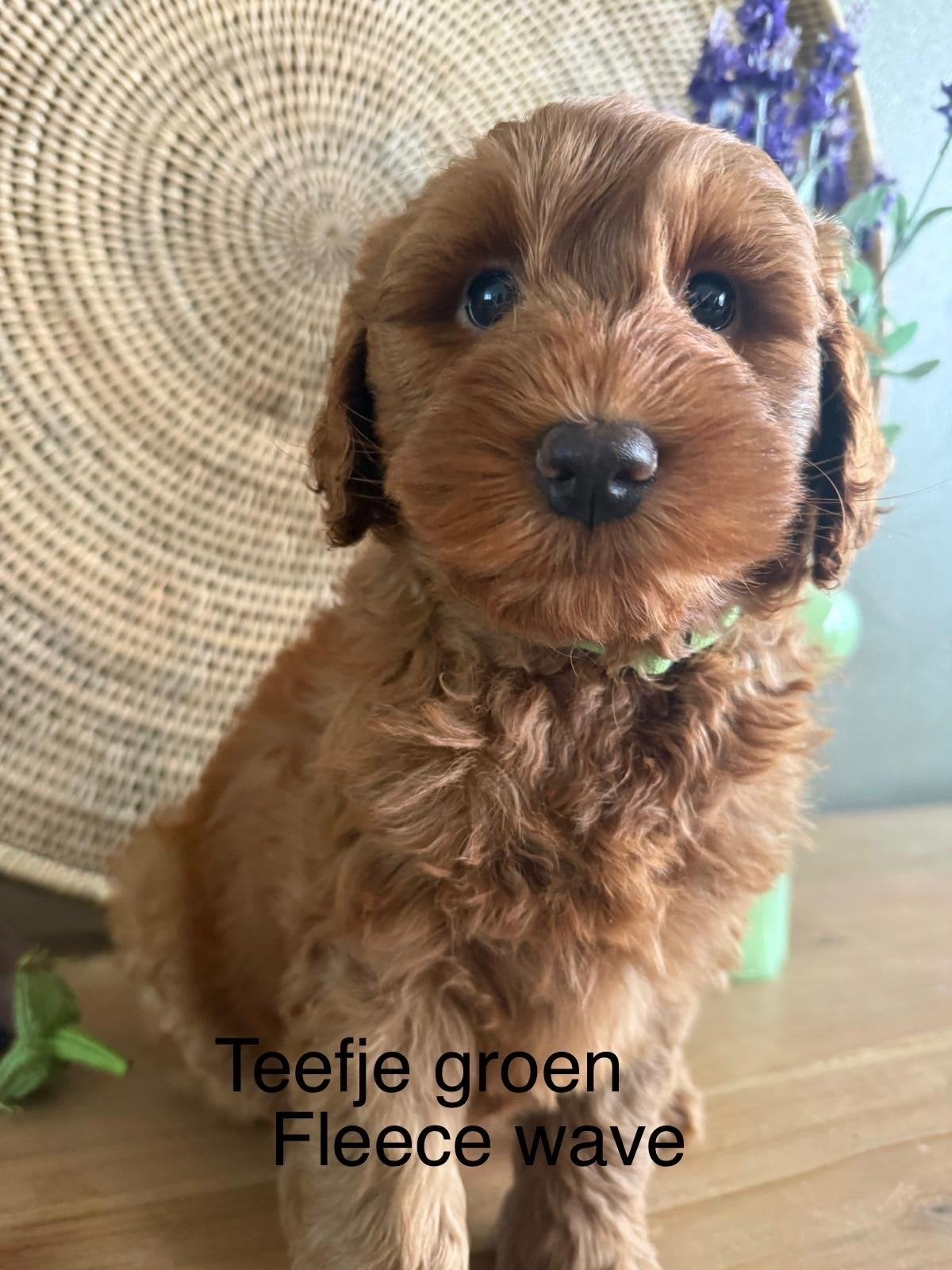 Australian labradoodle pups, Parvo, 8 tot 15 weken, Meerdere, Meerdere dieren