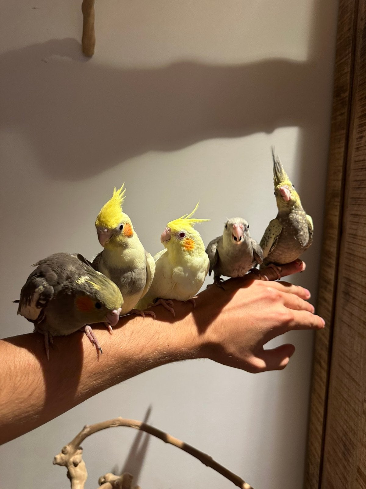 Super tamme Valkparkiet babys, Dieren en Toebehoren, Vogels | Parkieten en Papegaaien, Geslacht onbekend, Parkiet, Pratend