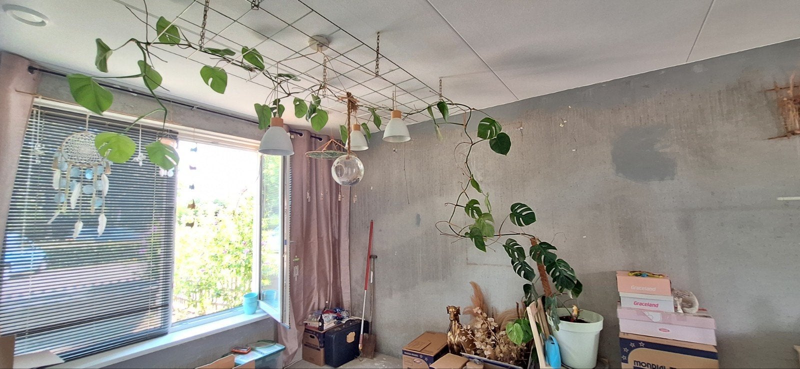 Enorme Monstera te koop, Ophalen, 200 cm of meer, Overige soorten, Halfschaduw