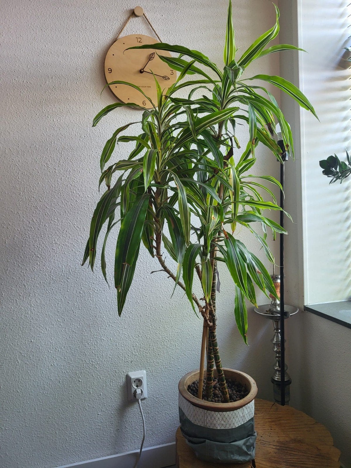 Grote Dracaena plant in pot - Groene kamerplant, Overige soorten, In pot, 150 tot 200 cm, Groene kamerplant