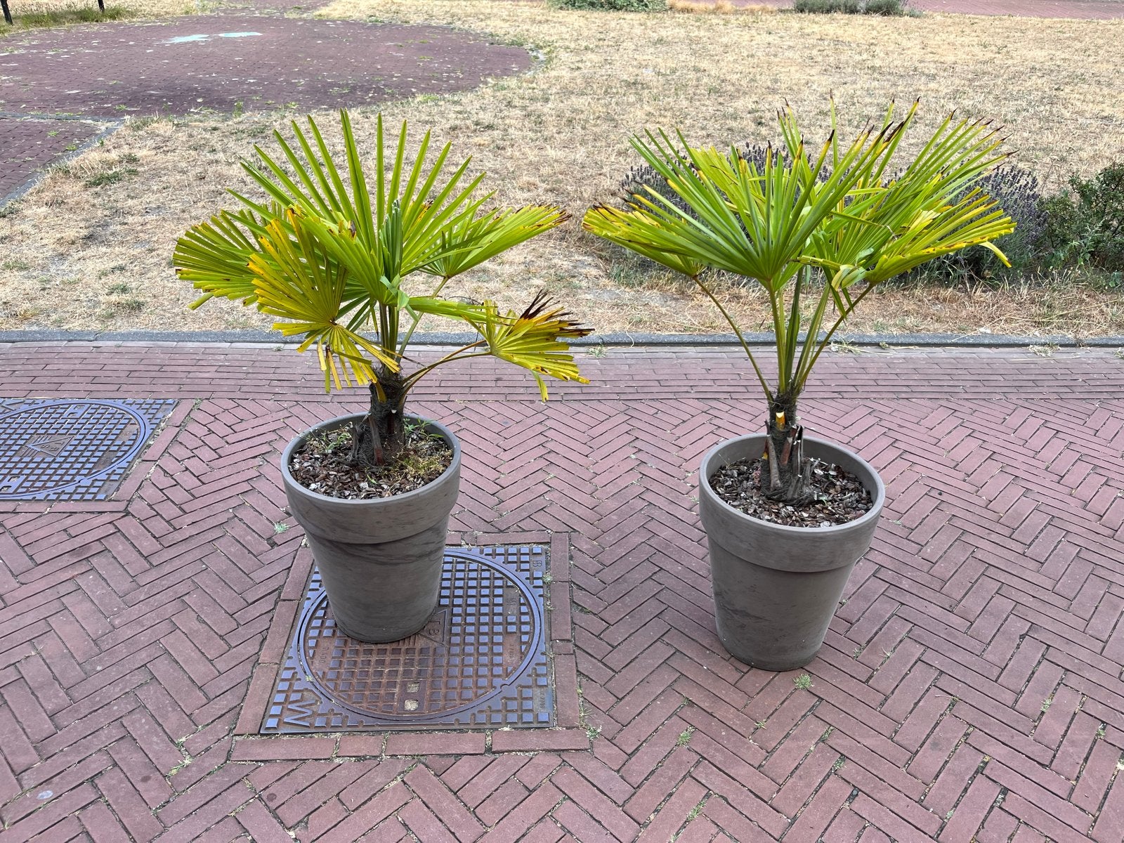 Twee Trachycarpus Fortunei palmbomen in pot, Volle zon, Vaste plant, Zomer, Ophalen