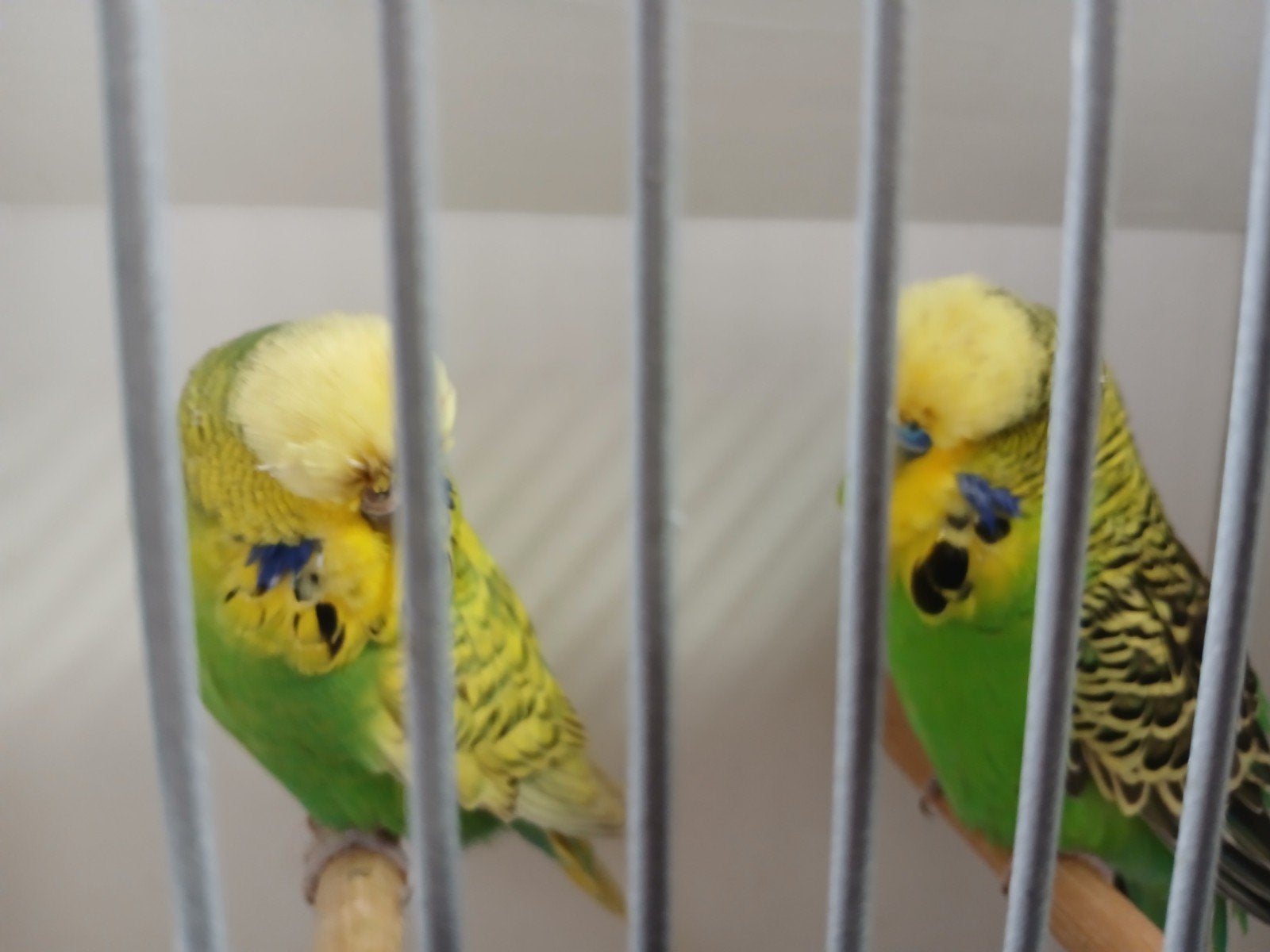 3 koppels engelse parkieten te koop, Meerdere dieren, Parkiet, Geringd