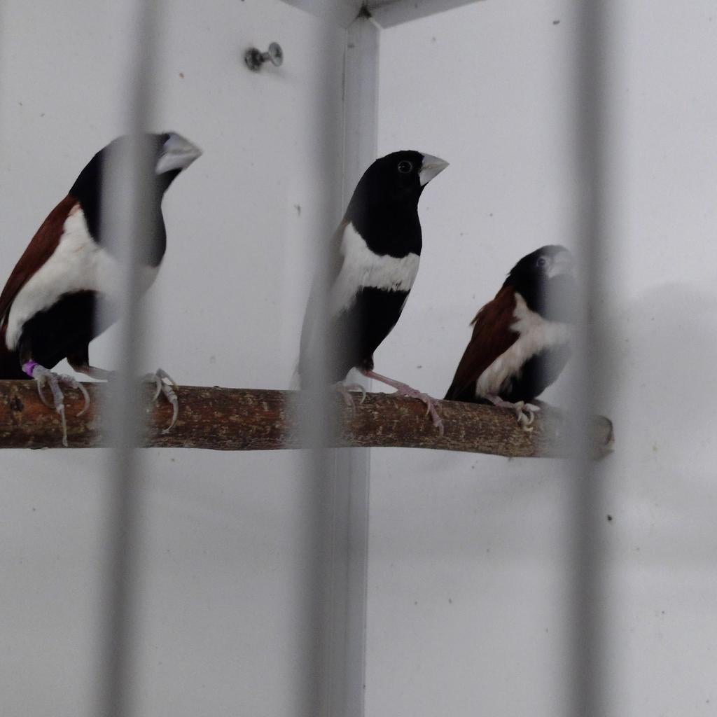 Zoek.. 2 poppen driekleurnon, Dieren en Toebehoren, Vrouwelijk, Tropenvogel, Geringd