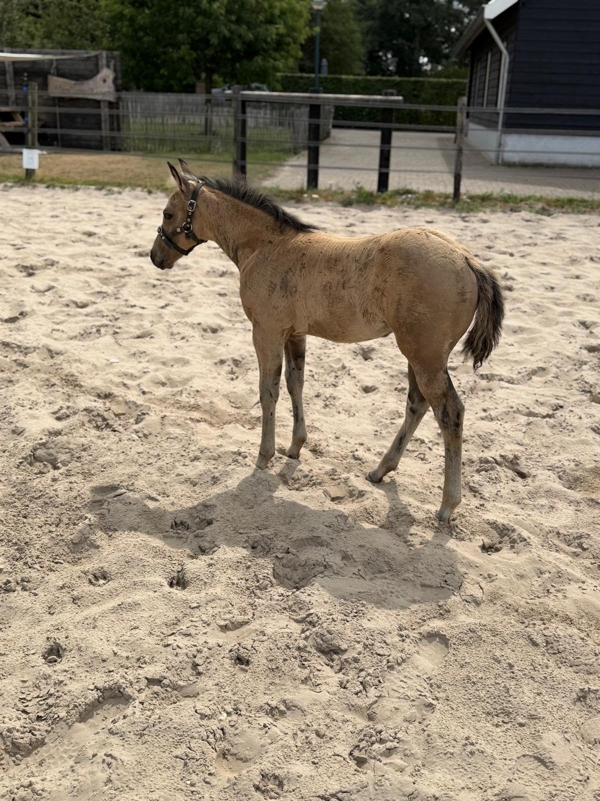 APHA merrie buckskin, Dieren en Toebehoren, Paarden, Merrie, Minder dan 160 cm, Met stamboom, 0 tot 2 jaar