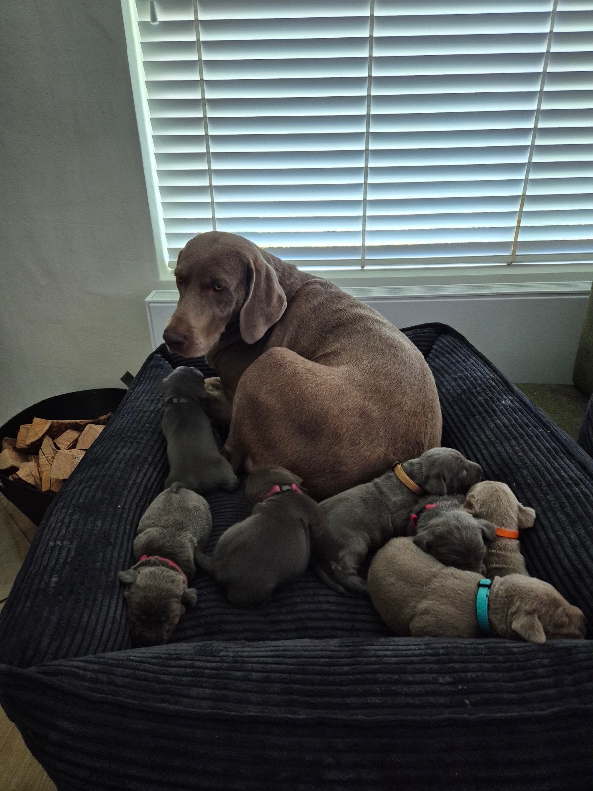 Zeer mooie Labmaraner pups (Labrador x Weimaraner), Parvo, 8 tot 15 weken, Groot, Meerdere