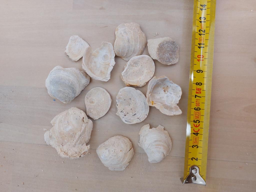 Set fossiele oesters/schelpen - Groeve 't Rooth (Limburg), Ophalen of Verzenden, Fossiel