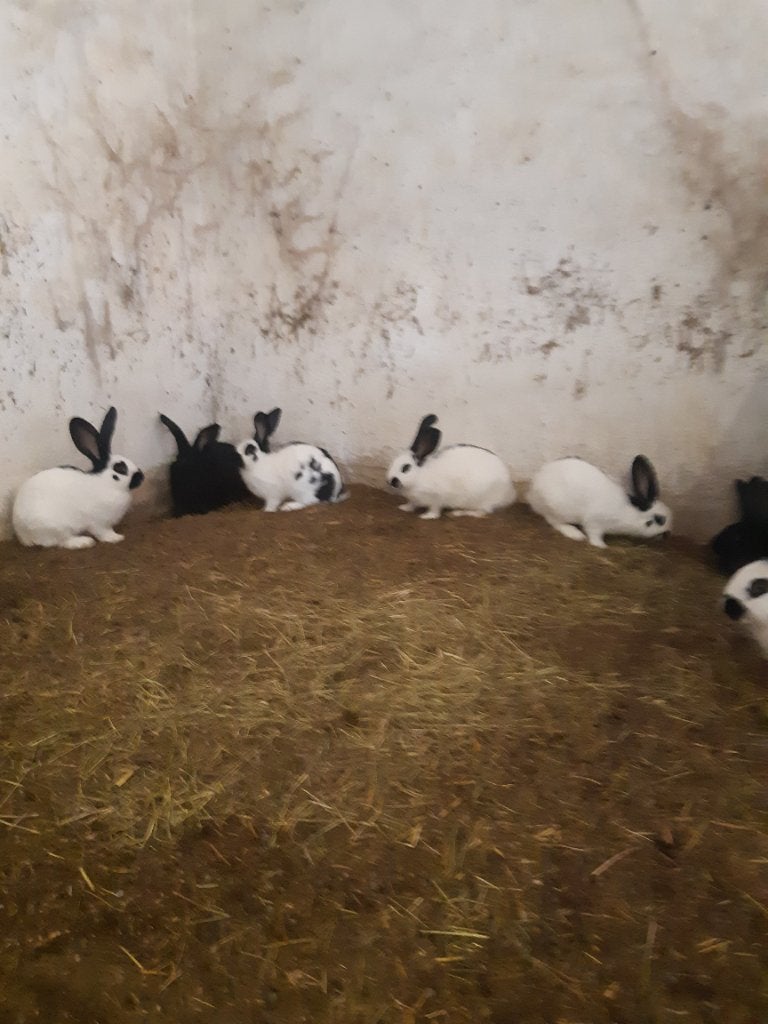 Grote konijnen, Dieren en Toebehoren, Meerdere dieren, Groot, 0 tot 2 jaar
