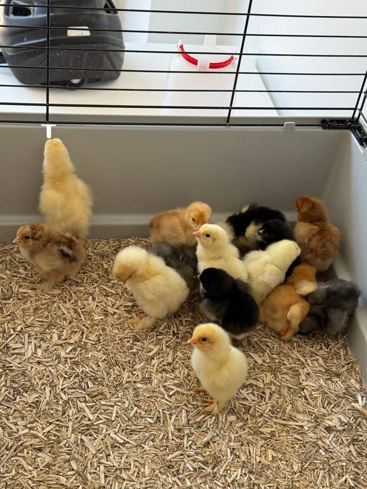Schattige brahma kuikens, Dieren en Toebehoren, Pluimvee, Meerdere dieren, Kip