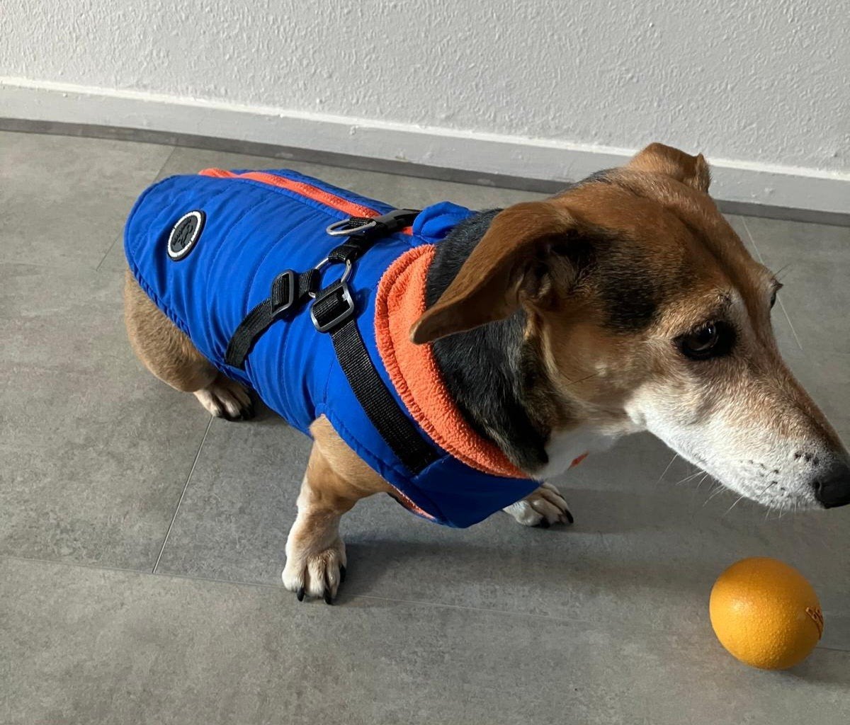 Hondenjasje fleece (mt Jack Russel) - Freedogs Fashion, Dieren en Toebehoren, Ophalen of Verzenden, Hondenjas, S