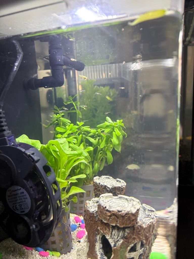 Guppys, Dieren en Toebehoren, Vissen | Aquaria en Toebehoren, Ophalen, Zo goed als nieuw, Plant(en), Steen of Hout