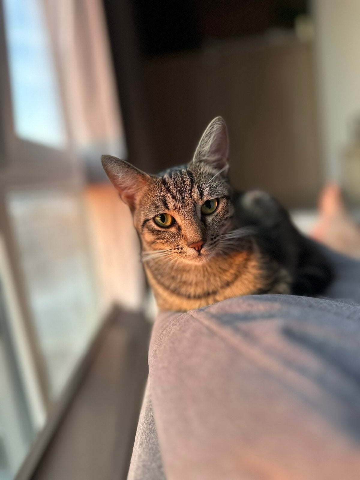 poezen zoeken nieuw liefdevol huisje, Poes