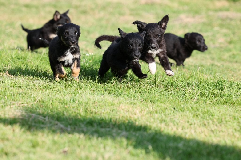 border collie pups / duitse herder pups = Shollie  (teefjes), Dieren en Toebehoren, 8 tot 15 weken, Meerdere, Meerdere dieren