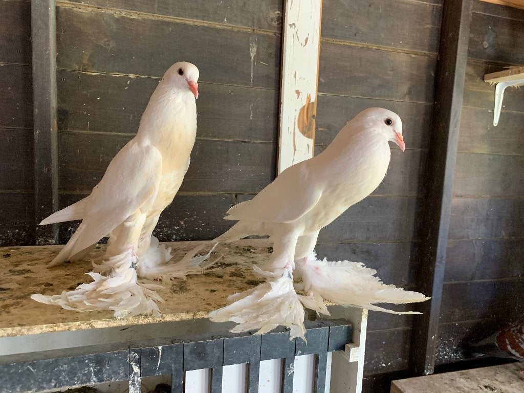 Witte pommerse, Dieren en Toebehoren, Vogels | Duiven, Meerdere dieren, Kropper