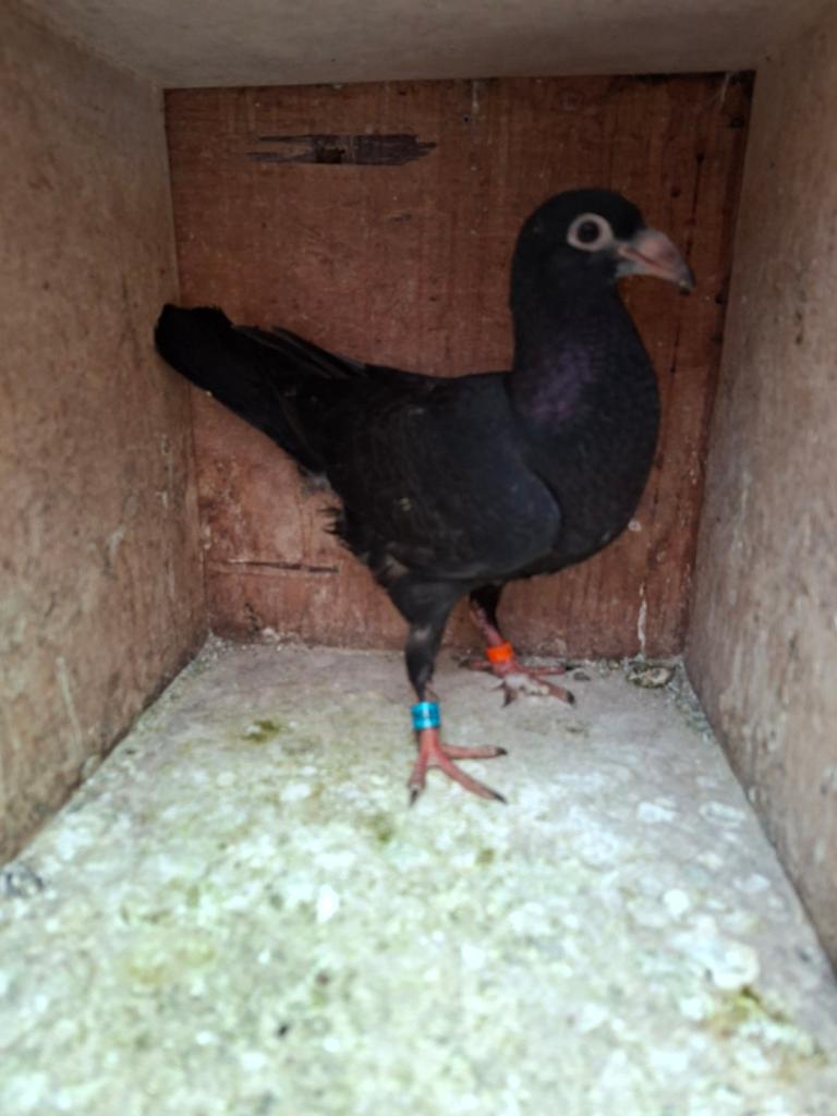 Zwarte postduif, Dieren en Toebehoren, Vogels | Duiven, Mannelijk, Postduif