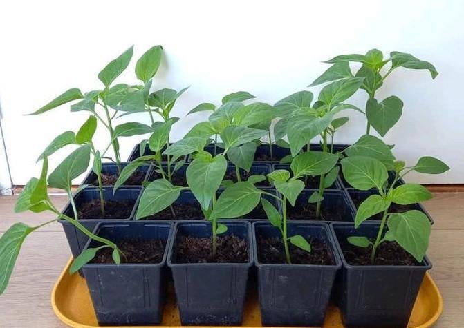Paprika planten, Tuin en Terras, Planten | Tuinplanten, Ophalen, Eenjarig, Groenteplanten, Halfschaduw