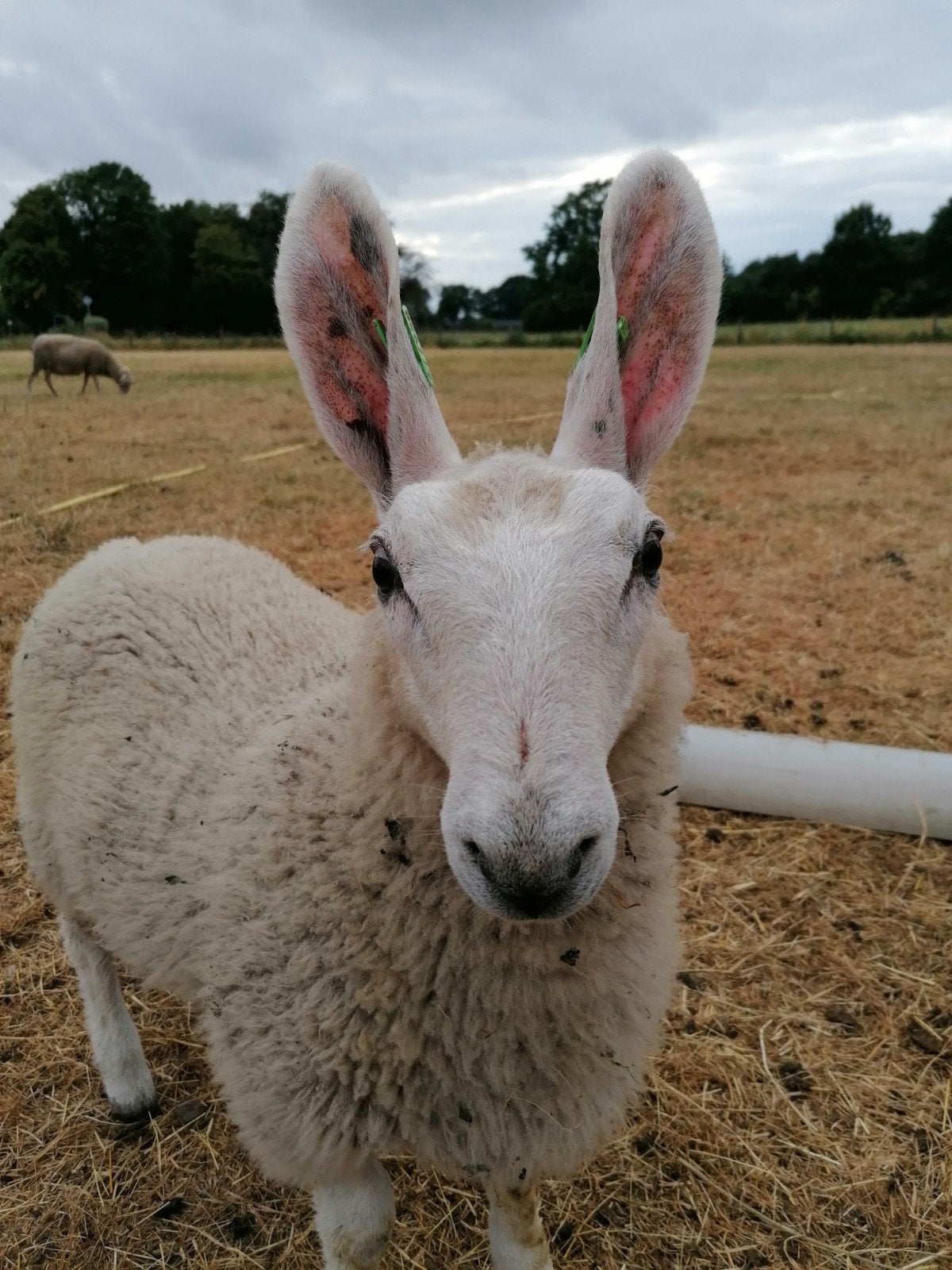 Border Leicester ramlam, Dieren en Toebehoren, Schapen, Geiten en Varkens, Mannelijk, Geit