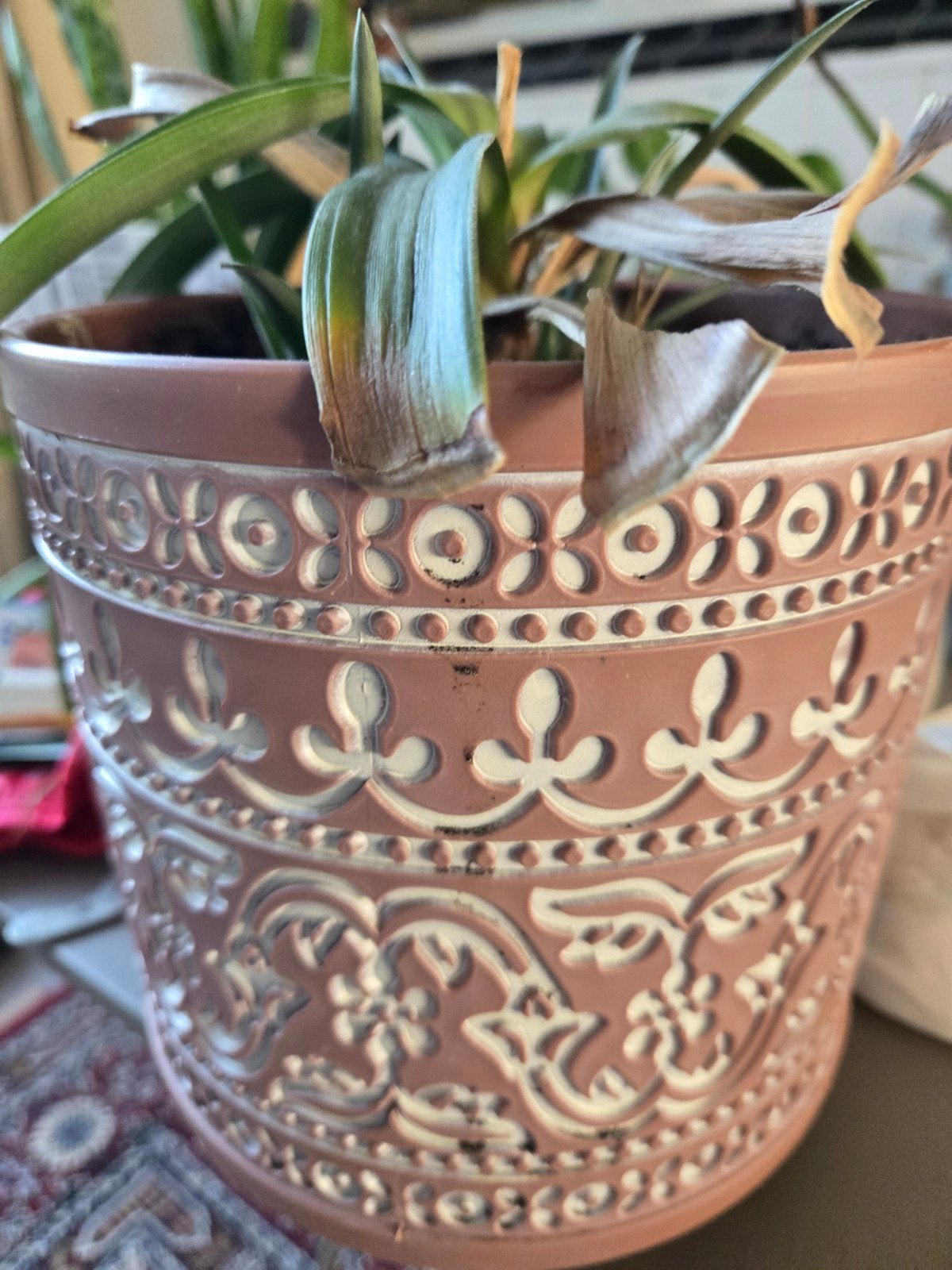 Ananasplant met stekjes en pot - gratis, Ophalen of Verzenden