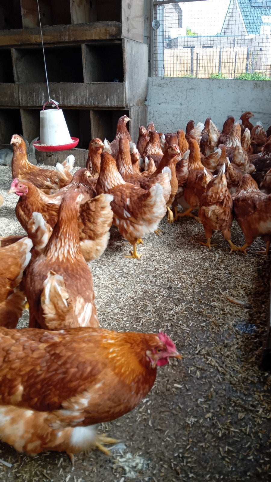 Jonge legkippen, lohman en witte leghorn. Rond de 18 weken ., Dieren en Toebehoren, Pluimvee, Vrouwelijk, Kip