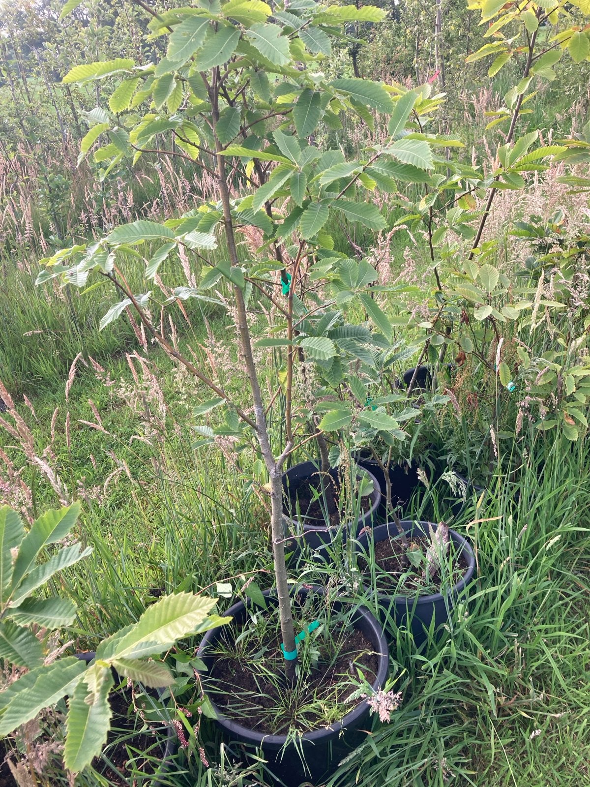 Biologische Tamme Kastanje in pot - gifvrij gekweekt, Overige soorten, 100 tot 250 cm, Zomer, Ophalen
