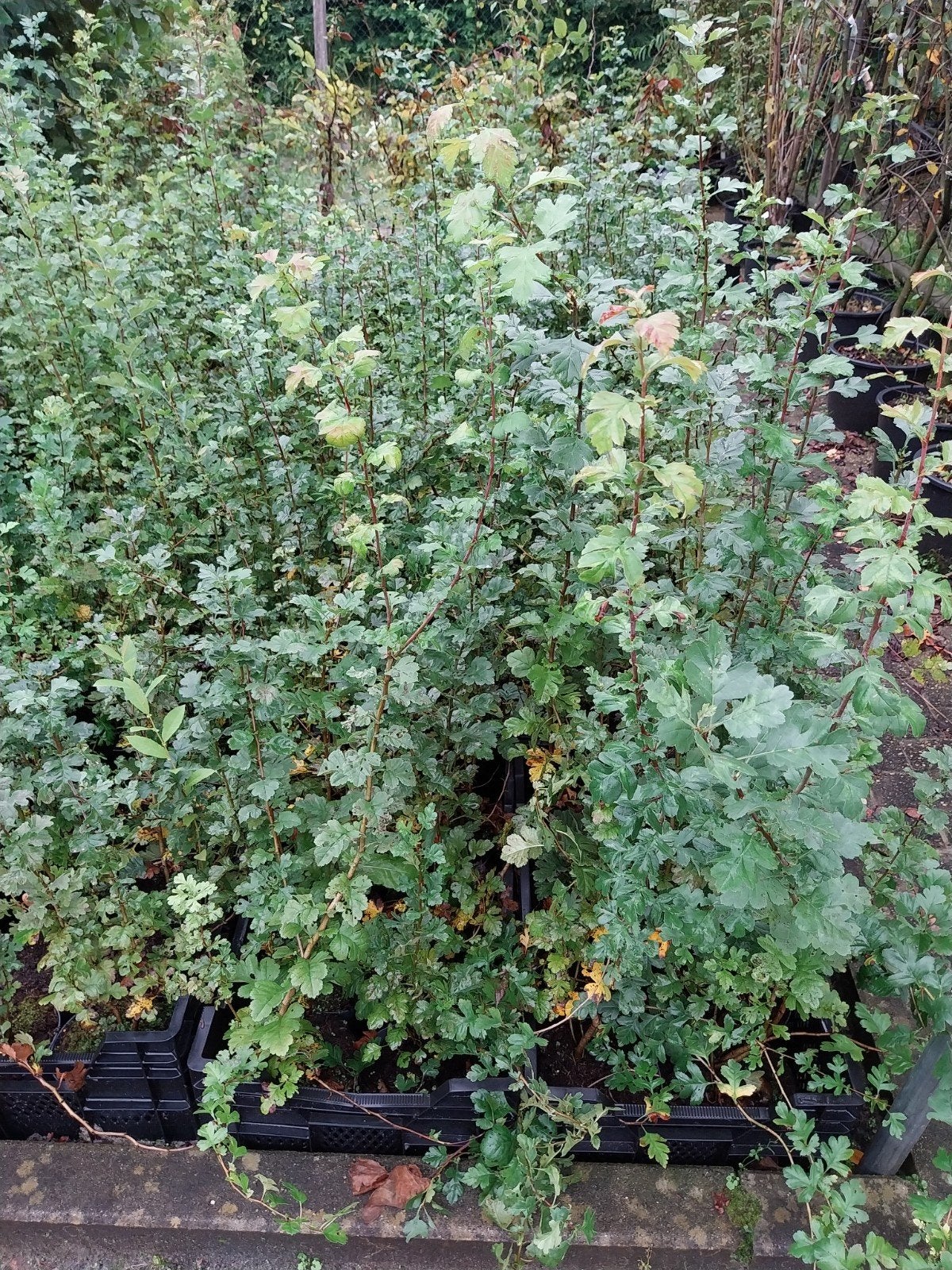 Meidoorn struiken (Crataegus monogyna), Volle zon, Vaste plant, Lente, Ophalen