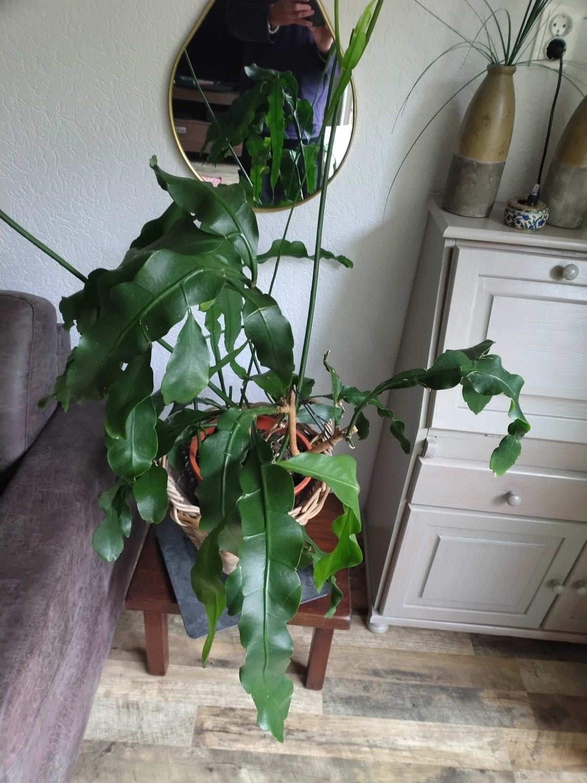 Epiphyllum (Orchideeën Cactus) met mooie witte bloemen, Ophalen