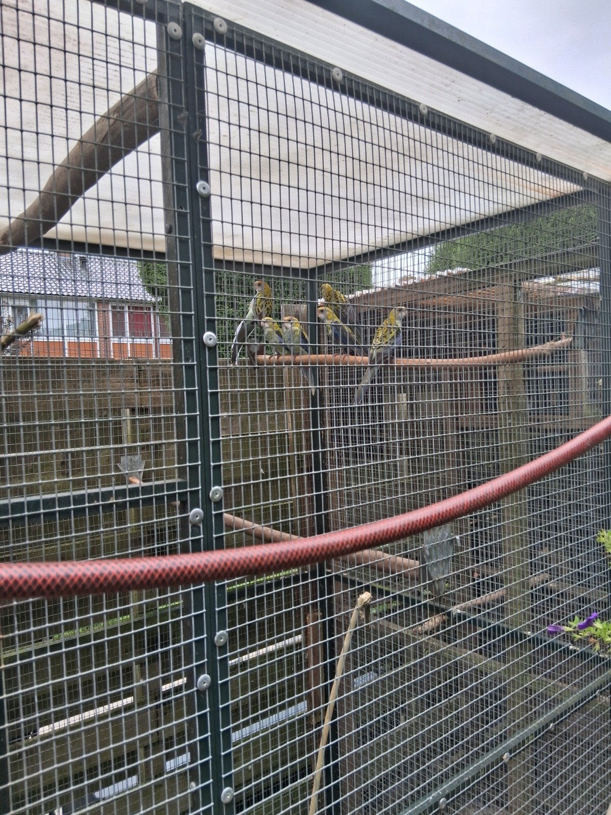 mooi en goed koppel bleekkop rosellas en hun 8 jongen, Dieren en Toebehoren, Vogels | Parkieten en Papegaaien, Meerdere dieren