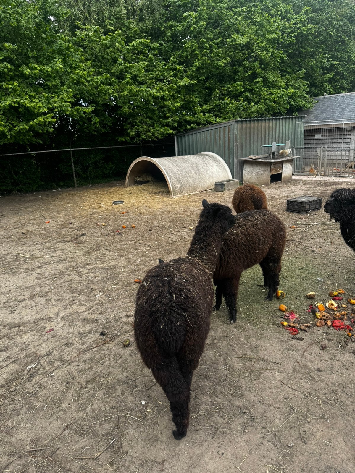 Alpaca veulens 2025, Dieren en Toebehoren, Juni, Meerdere dieren