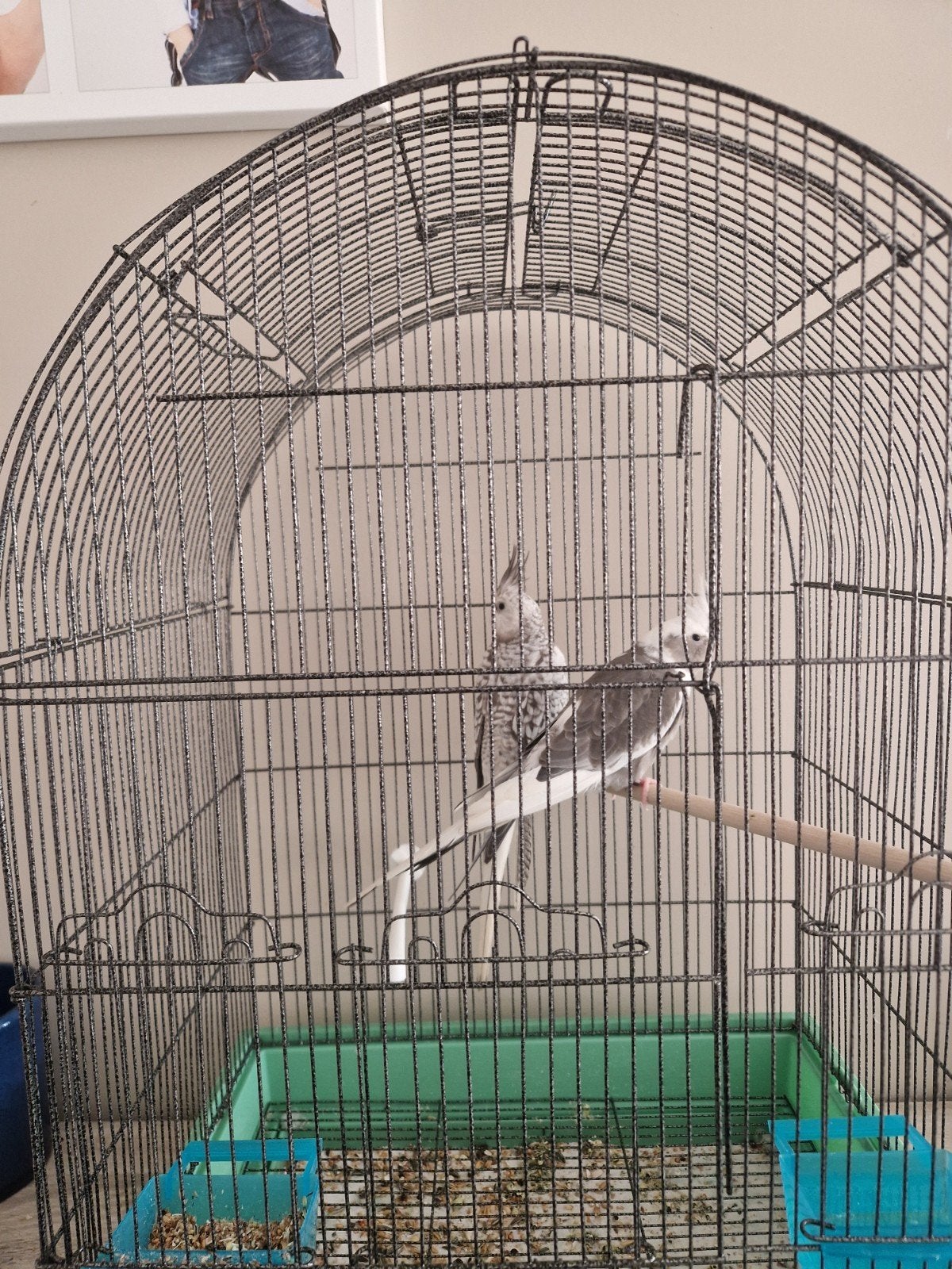 te koop, Meerdere dieren