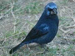 Te koop jonge Braziliaanse Blauwe bisschoppen mannen [2025], Dieren en Toebehoren, Meerdere dieren