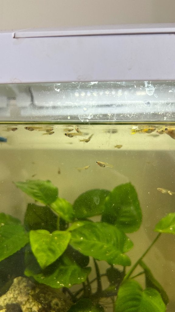 Baby gupjes, Dieren en Toebehoren, Vissen | Aquariumvissen, Zoetwatervis, Vis, Schoolvis