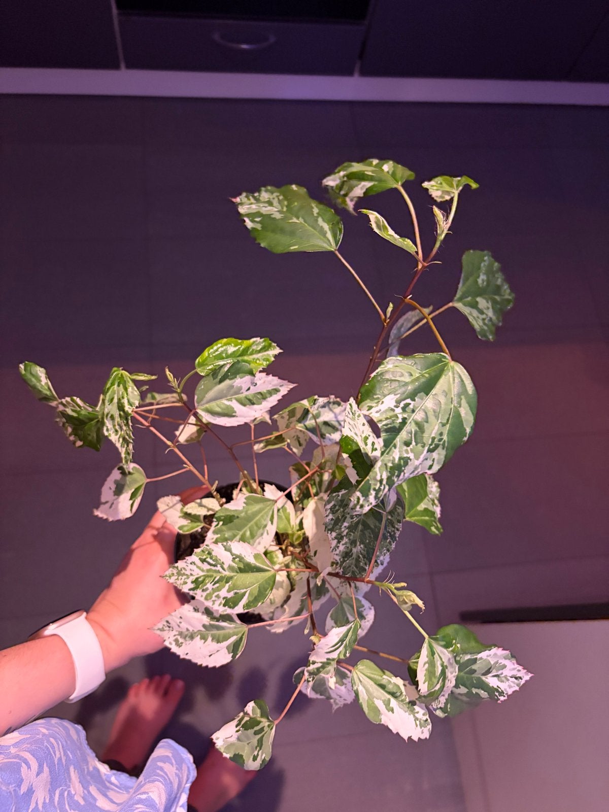 Hibiscus variegata, Overige soorten, In pot, Minder dan 100 cm, Groene kamerplant