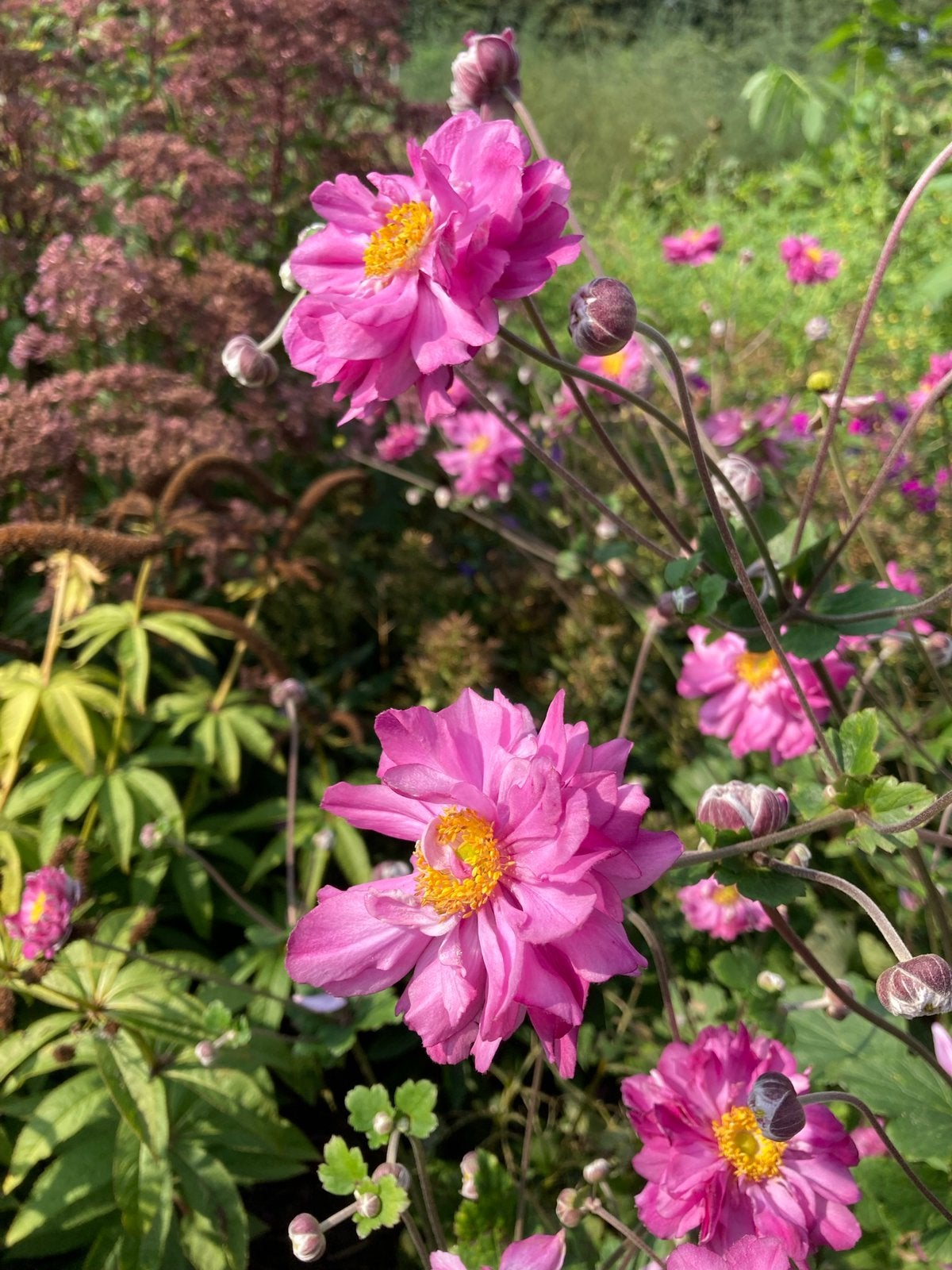 Biologisch geteelde Anemone’Carmen’, Tuin en Terras, Planten | Tuinplanten, Volle zon, Vaste plant, Zomer, Ophalen