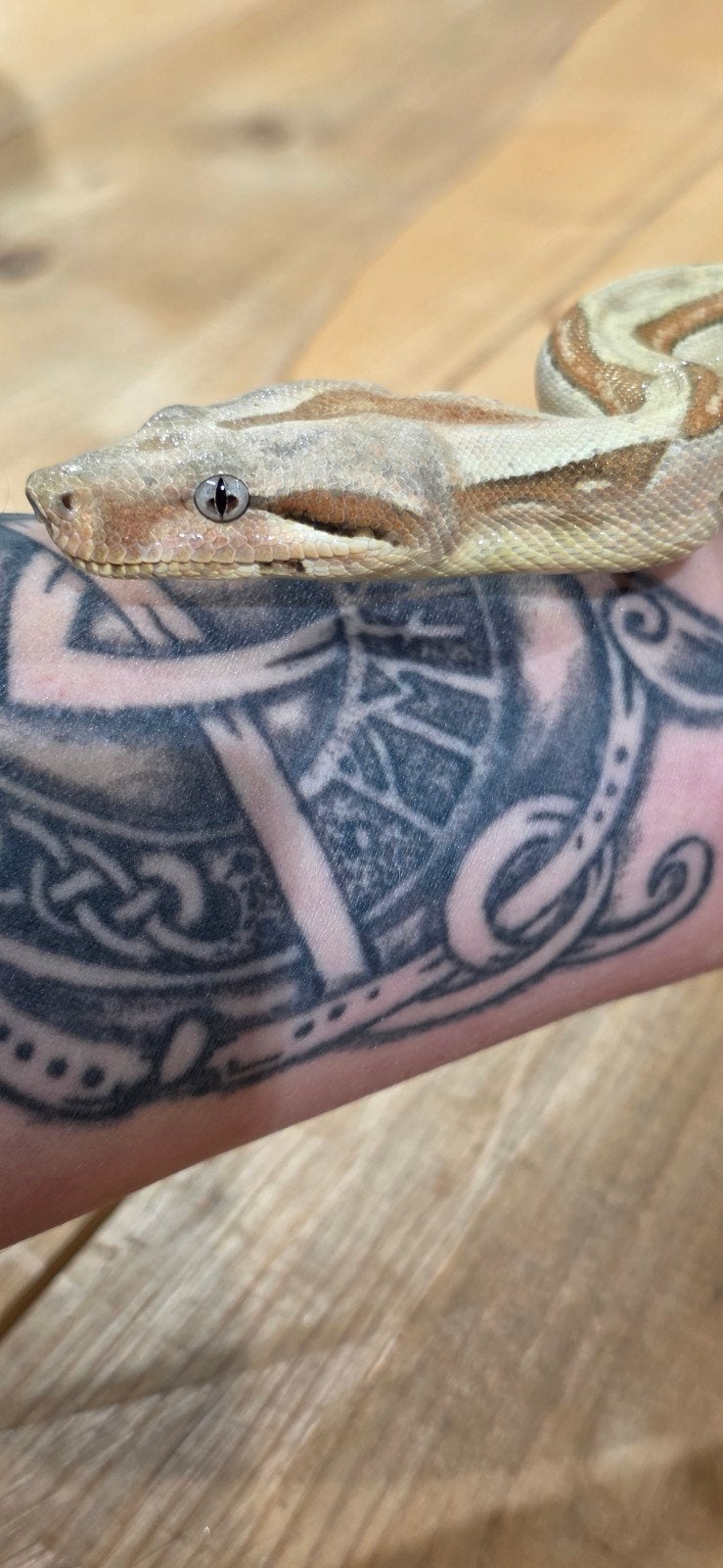 BCI 0.1 Labyrinth het VPI, 50% het Anery, Dieren en Toebehoren, Slang, Tam, 0 tot 2 jaar