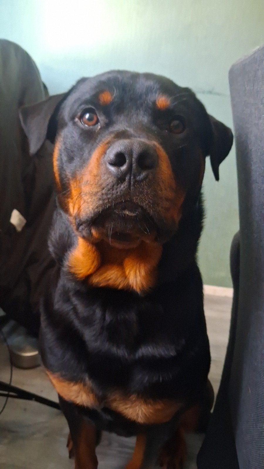 rottweiler zoekt forever home, Reu, 1 tot 2 jaar, Eén hond, Middel