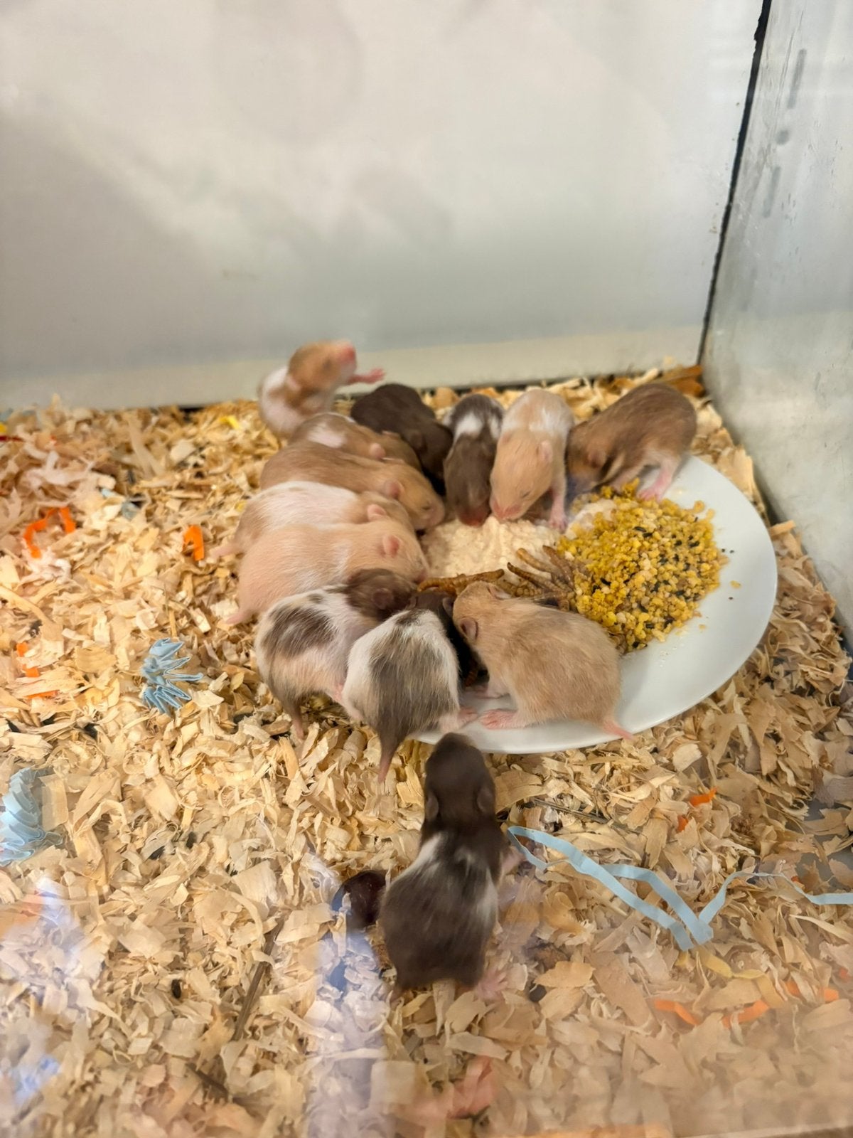 Syrische hamster / goudhamsters, Dieren en Toebehoren, Knaagdieren, Hamster, Augustus, Meerdere dieren, Tam