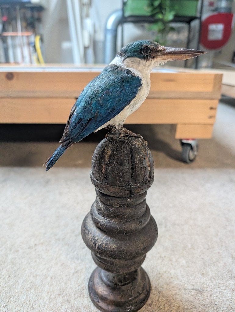 Ijsvogel, Ophalen of Verzenden, Zo goed als nieuw, Vogel, Opgezet dier