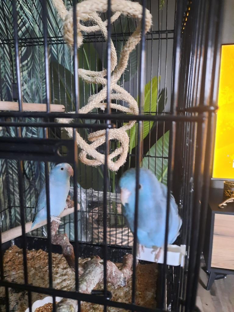 2 vrouwtjes forpus vogels met kooi, Vrouwelijk, Parkiet
