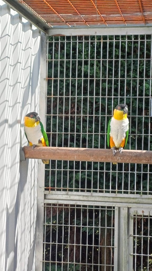Te koop koppel zwartkop caiques, Meerdere dieren, Papegaai