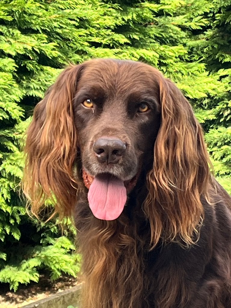 Herplaatsing Duitse Staander Langhaar, 6 jaar of ouder, Reu, Eén hond, Duitse Staande hond