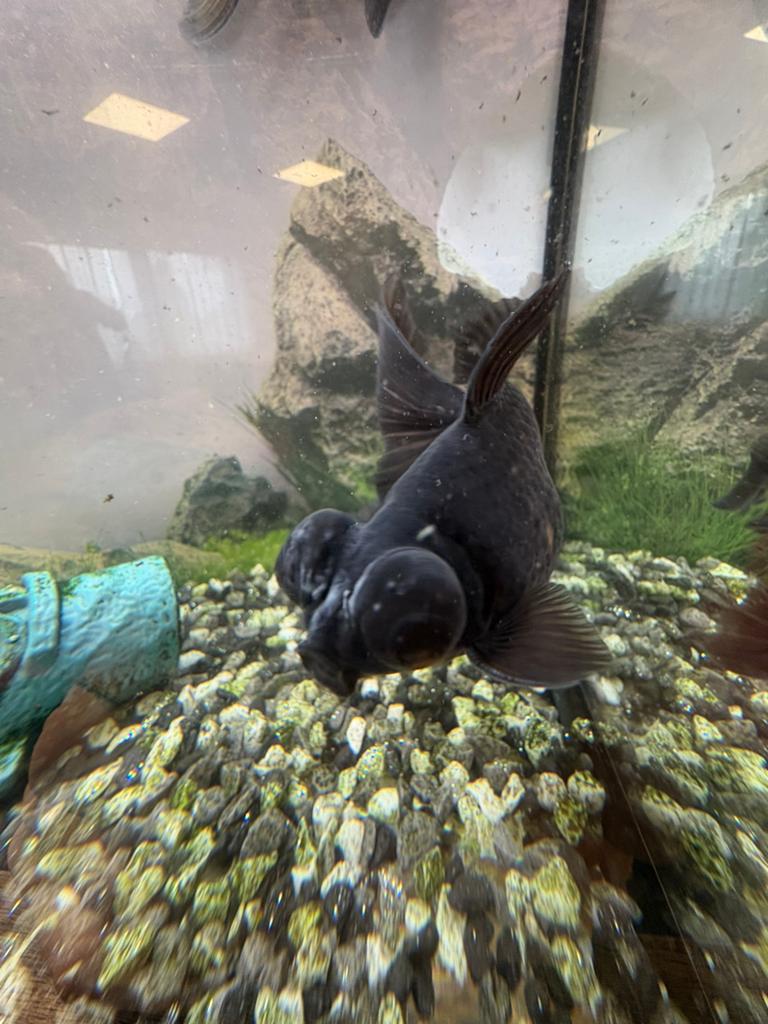 Aquarium met vissen te koop, Dieren en Toebehoren, Vis