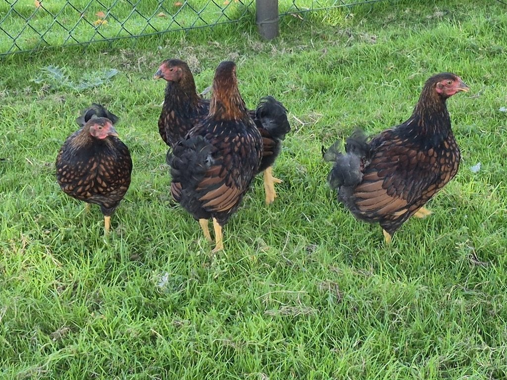 Wyndotte kriel hanen, Dieren en Toebehoren, Mannelijk, Kip